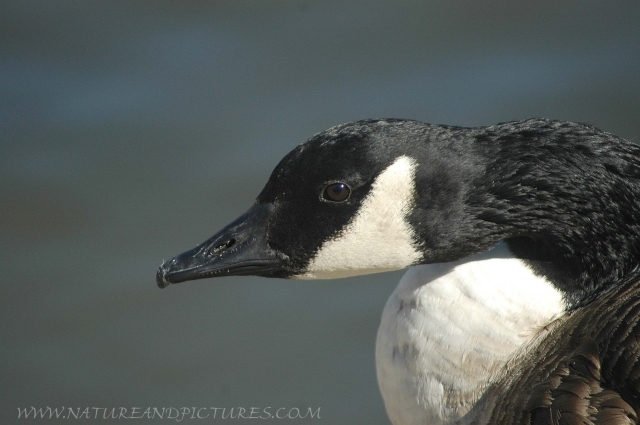 canada geese, canada goose-2.JPG - CANADA GOOSE - BAFFINS POND - 12/10/06